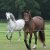 Welsh_Cob_Ceres_Lady_Valerie